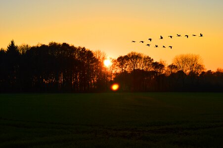 Landscape birds evening mood evening twilight