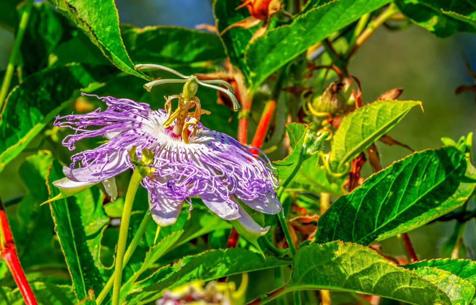 Blossom bloom purple