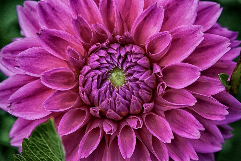 Flower garden ornamental flower blossom