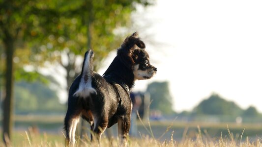 Cute pets hairy photo