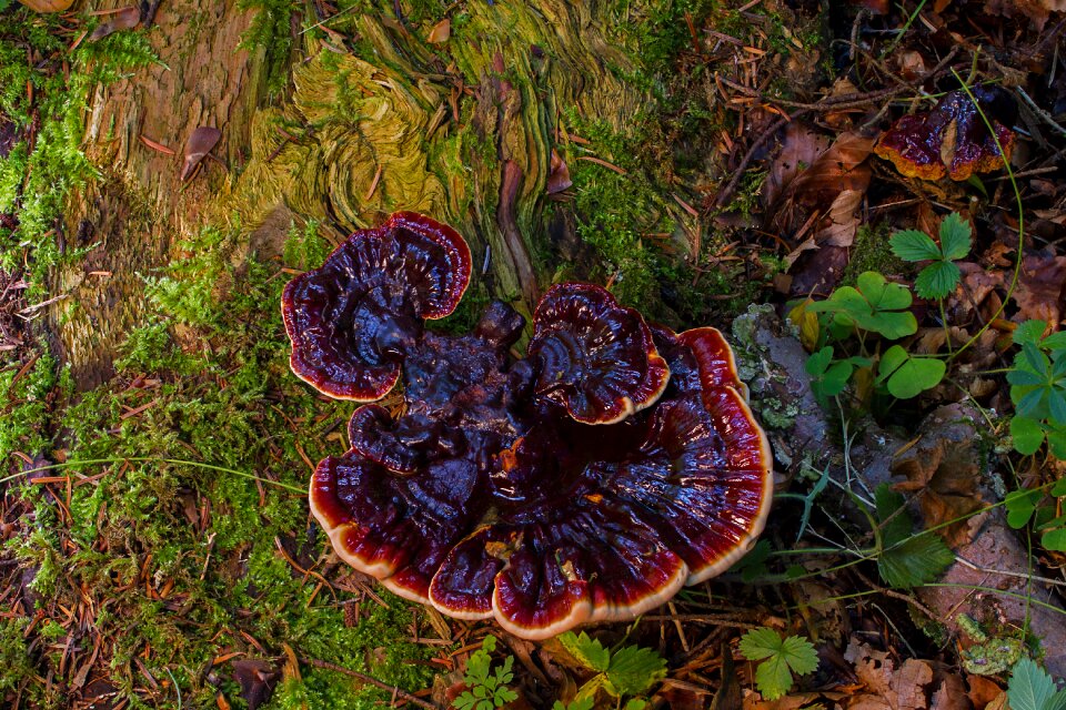 Tree fungus tribe mushrooms