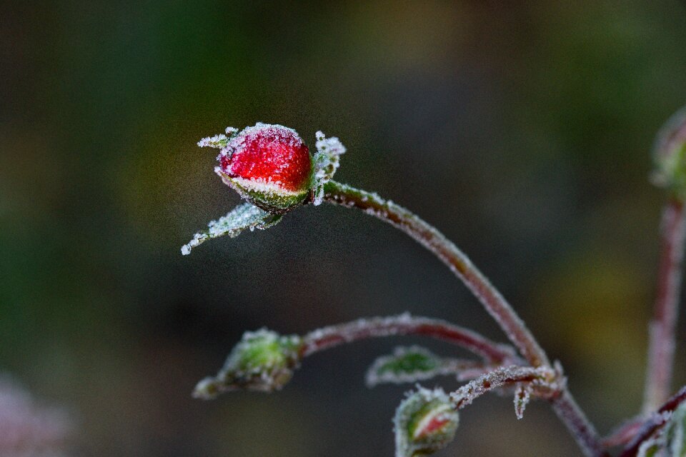 Icing red close up