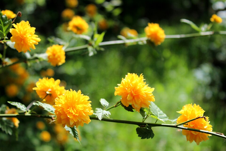 Yellow flowers garden Free photos