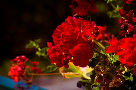 Nature blossom rose