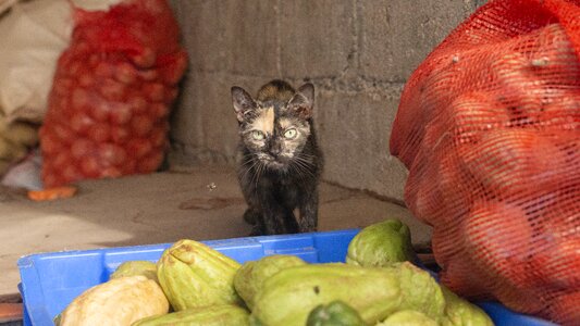 Vegetables green black cat