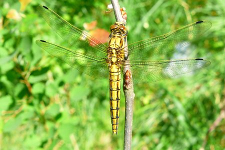 At the court of dragonflies różnoskrzydłe nature