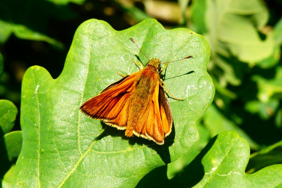At the court of butterfly day nature