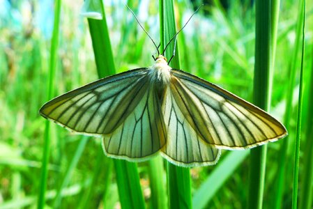 Insect mols nature