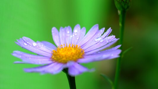 Plants summer floral