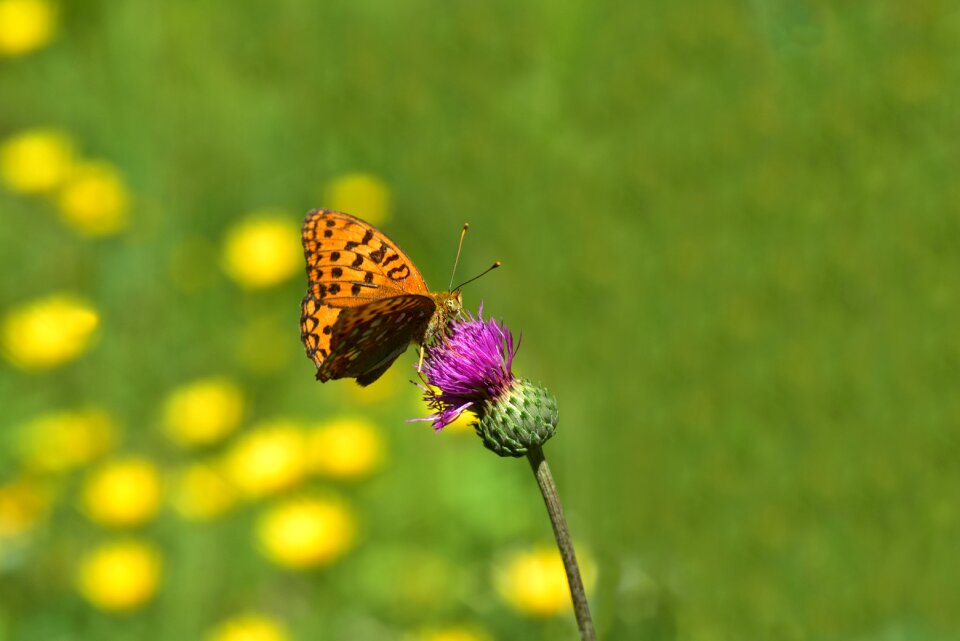 Animal wing summer