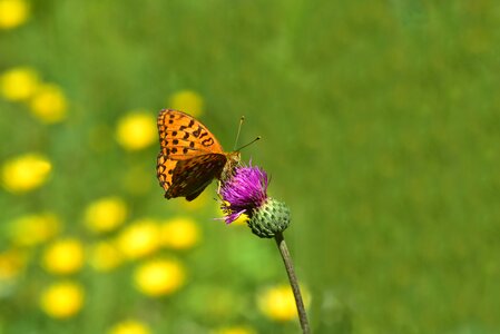 Animal wing summer photo