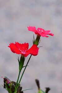 Flower leaf summer