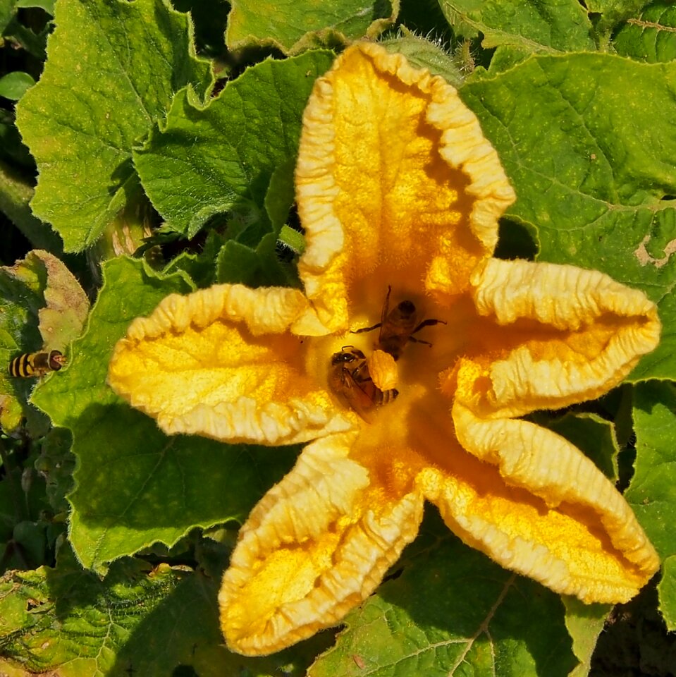 Insect bee pumpkin