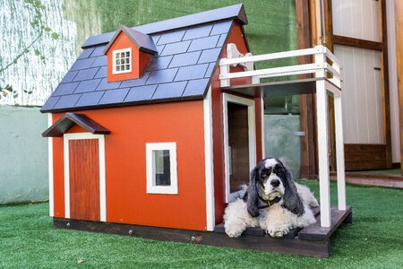 Pet dog animals
