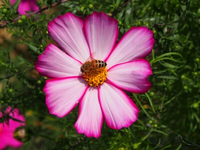 White bee cosmos photo