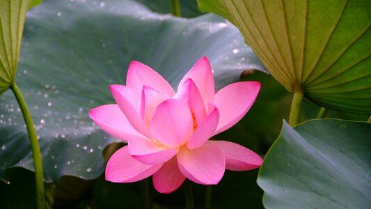 Buddhism kite pond