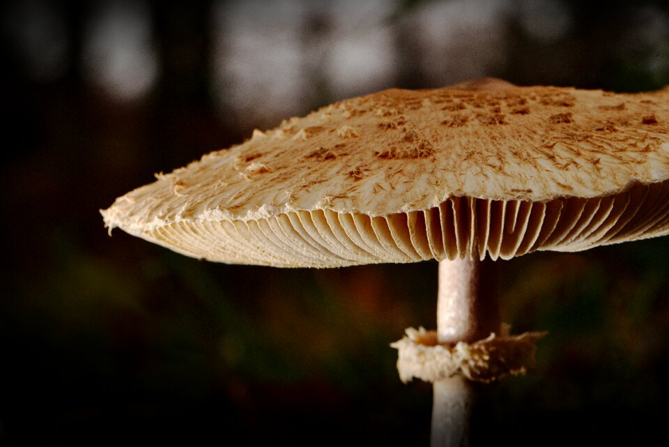 Autumn forest close up photo