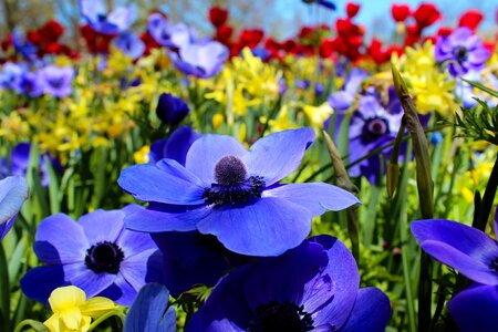 Red garden spring photo