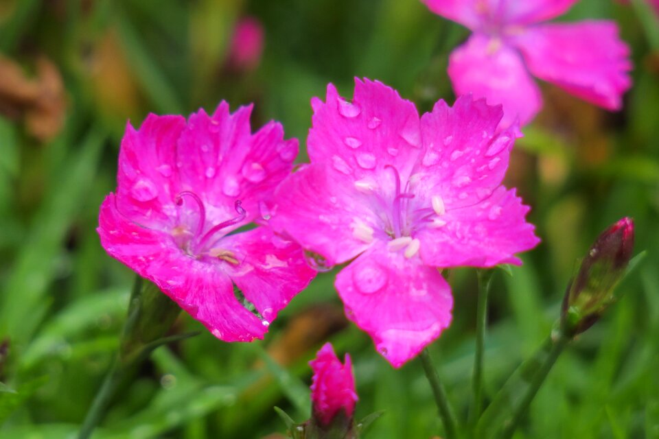 Flower leaf summer