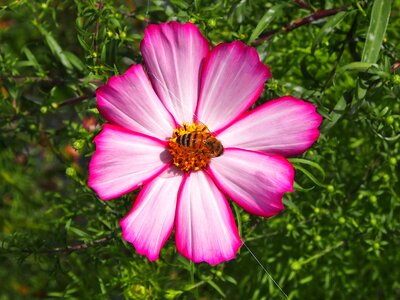 White bee cosmos photo