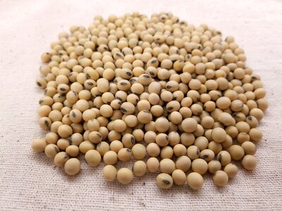 Seed beans soya photo