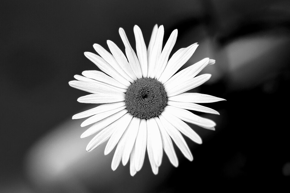 Nature plant petals