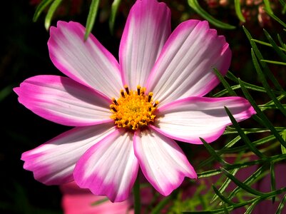 White cosmos leaflet leaved schmuckblume photo