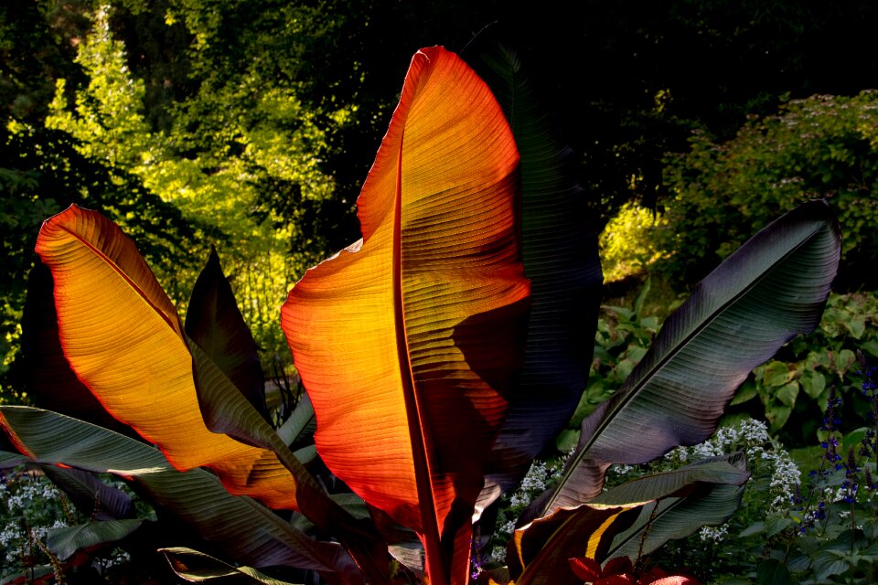 Flora park decorative
