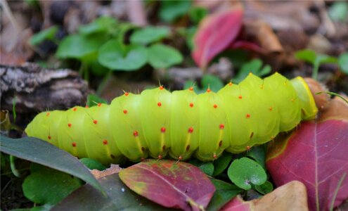 Insect colorful garden