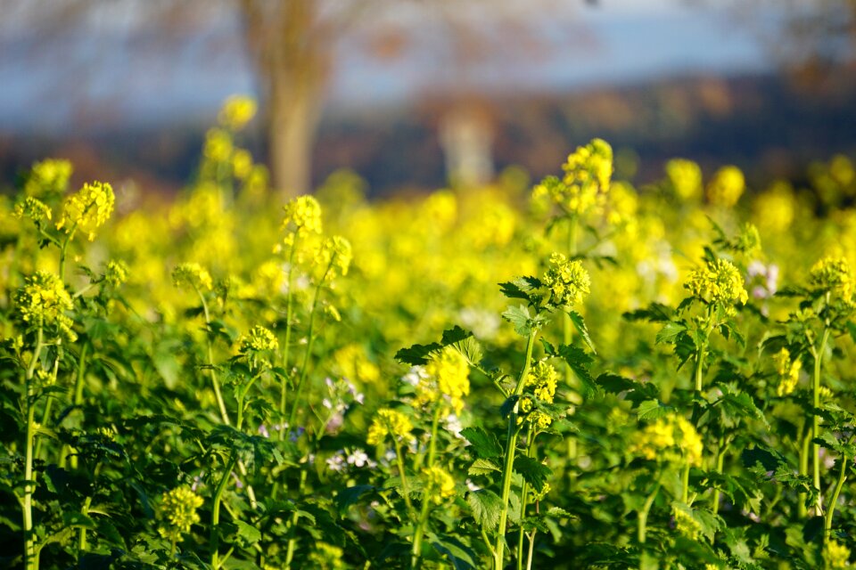Yellow plant beautiful