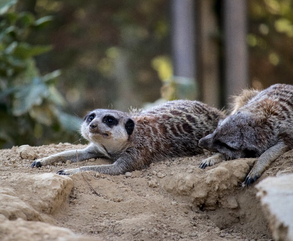 Animal world rodent cute