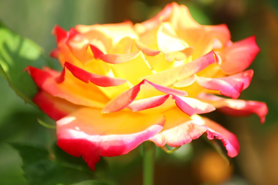 Bloom nature rose bloom