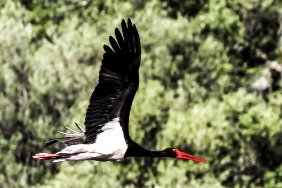 Extremadura black stork birding