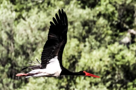 Extremadura black stork birding