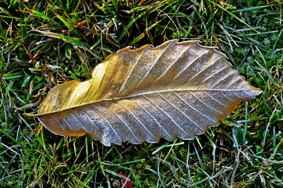 Zmrożony closeup autumn