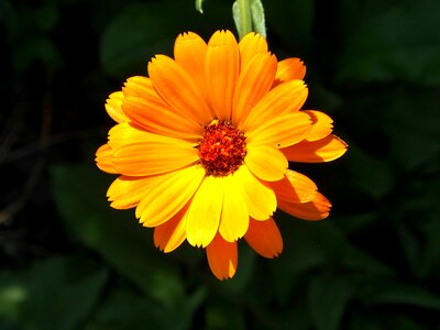 Bloom medicinal plant close up