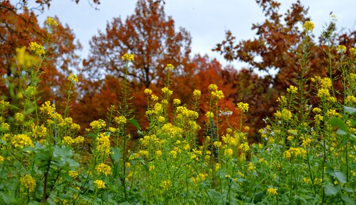 Landscape autumn nature