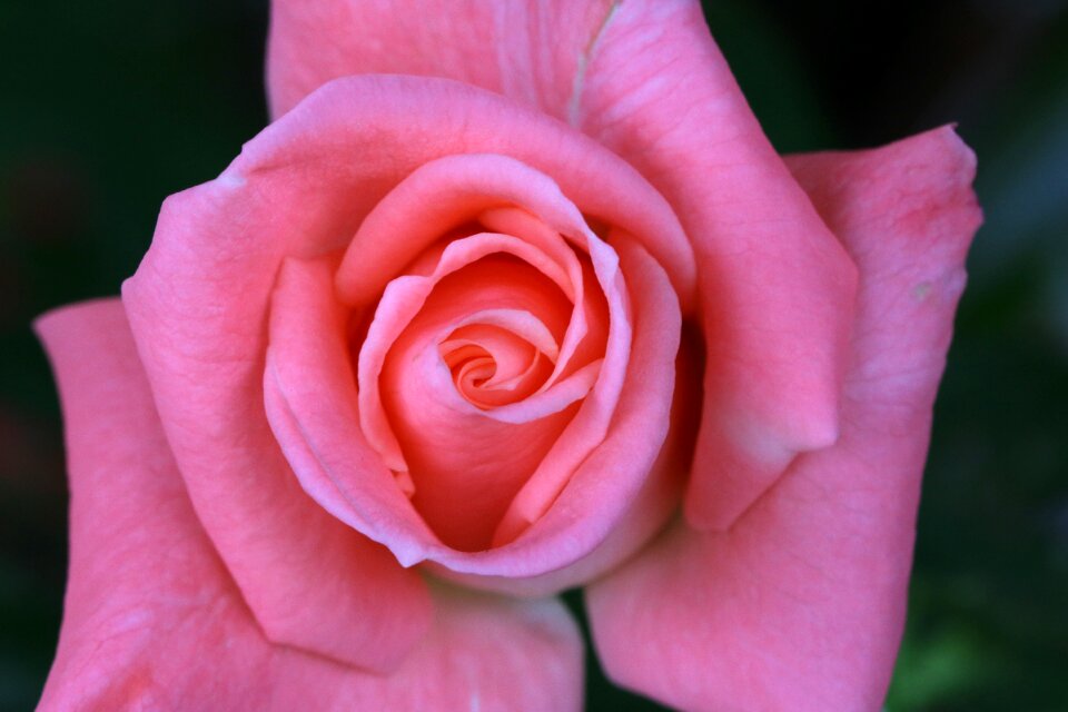 Flowers garden fresh medium