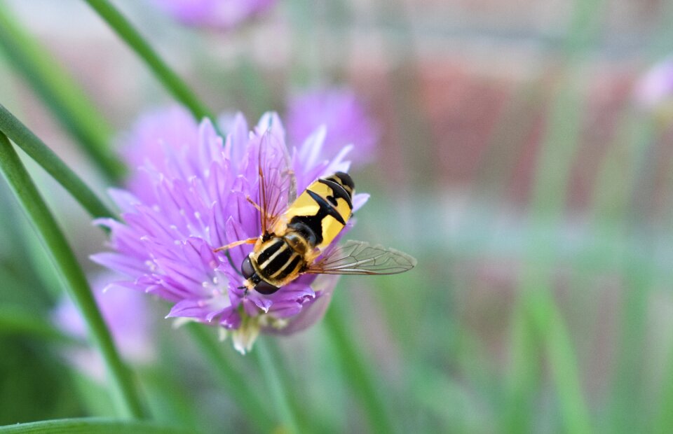 Flower chive nature