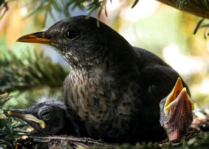 Blackbird nest feed