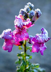 Frost winter hoarfrost