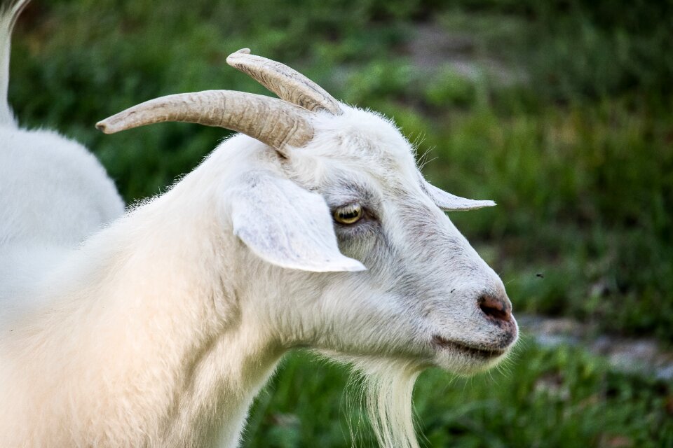 Animal world horns white