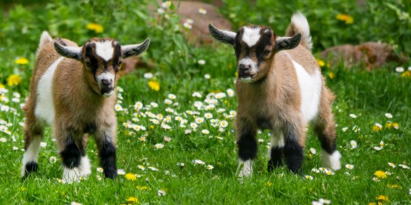 Young goat farm kid photo