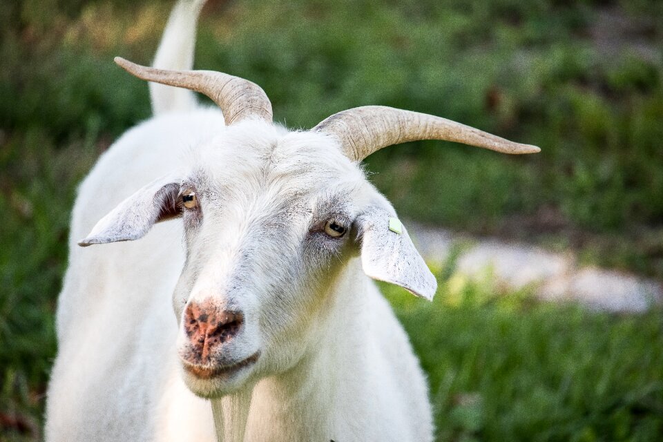 Animal world horns white