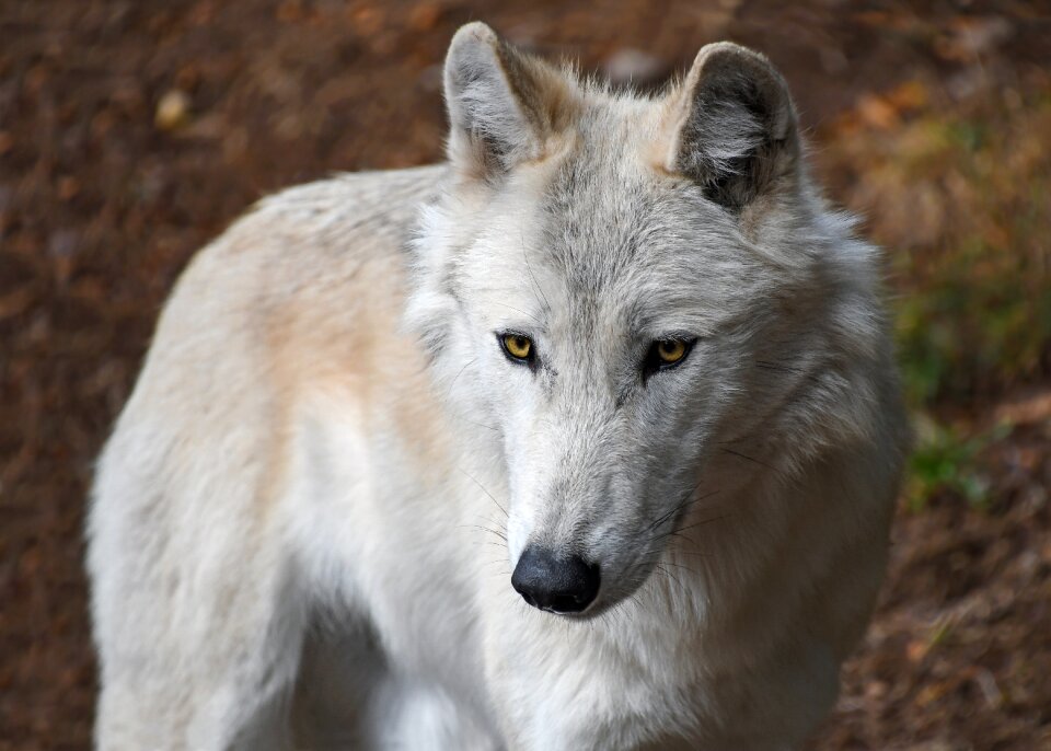 Animal wild portrait