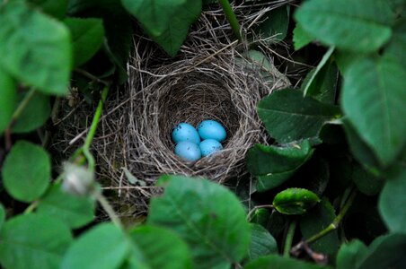 Bird's nest egg blue photo
