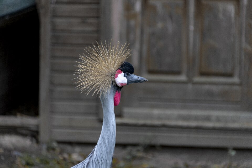 Headdress bill animal world