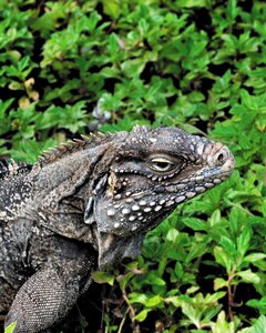 Reptile creature animal photo