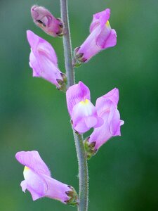 Wild flower flower summer photo