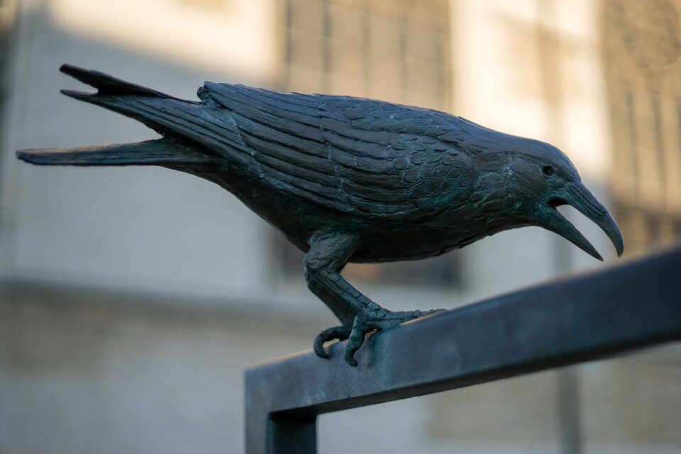 Bird brussels belgium